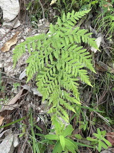 Dryopteris cinnamomea, 2025-08-07