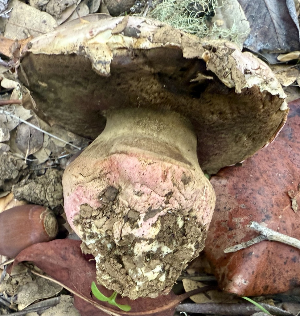 Rubroboletus eastwoodiae · November 2025 · photo: © hllrnnr (iNaturalist, cc0)