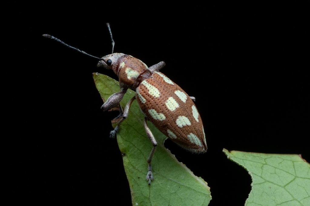 Naupactus bellus