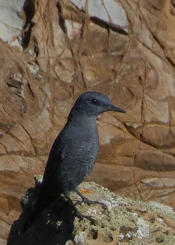 Roquero solitario (Monticola solitarius)