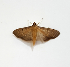 Herpetogramma rudis