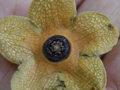 Bruceholstia magnifolia
