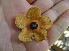 Bruceholstia magnifolia