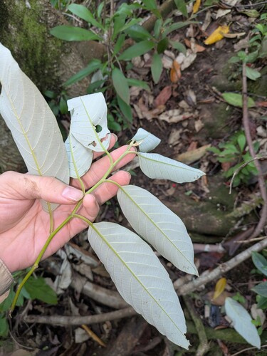 Alphitonia zizyphoides observed 2025-11-10