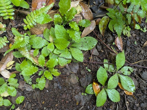 Blumea sinuata, 2025-11-10