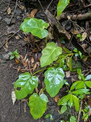 Philodendron lacerum, photograph (c) Kevin Faccenda, some rights reserved (CC BY)