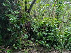 Philodendron lacerum, photograph (c) Kevin Faccenda, some rights reserved (CC BY)