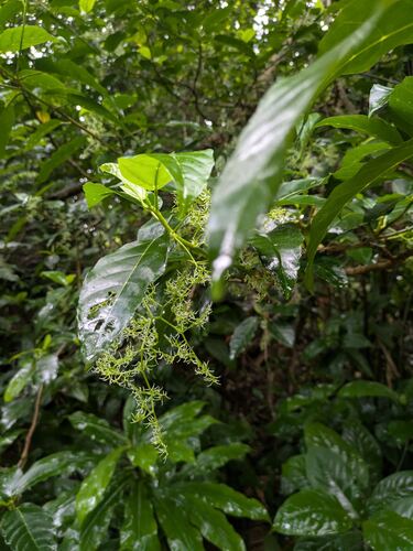 Dendrocnide vitiensis observed 2025-11-10