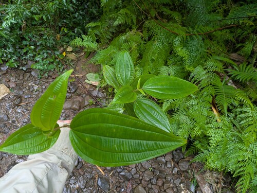 Bristletips (Oxyspora paniculata)
