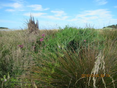 Lathyrus