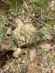 Asparagus exuvialis