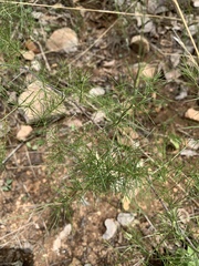 Asparagus exuvialis