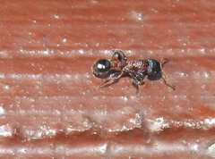 Dilobocondyla fouqueti