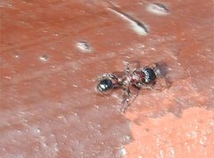 Dilobocondyla fouqueti