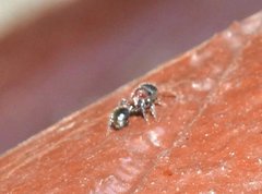 Dilobocondyla fouqueti