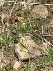 Asparagus exuvialis