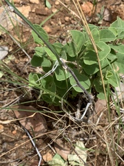 Asparagus exuvialis