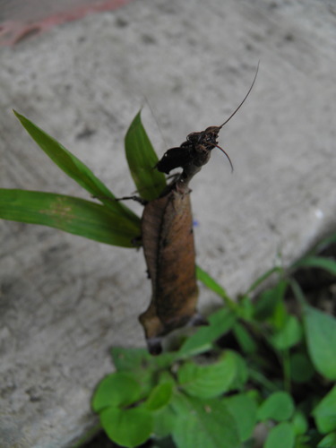 Pseudacanthops caelebs