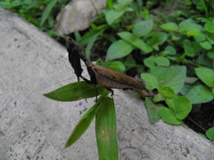 Pseudacanthops caelebs