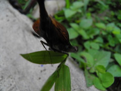 Pseudacanthops caelebs