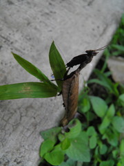 Pseudacanthops caelebs