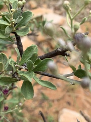 Orbivestus cinerascens