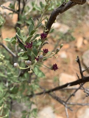 Orbivestus cinerascens