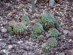 Lobivia arachnacantha