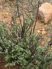 Orbivestus cinerascens