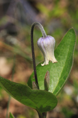 Clematis ochroleuca