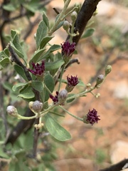 Orbivestus cinerascens