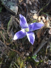 Gentianopsis detonsa