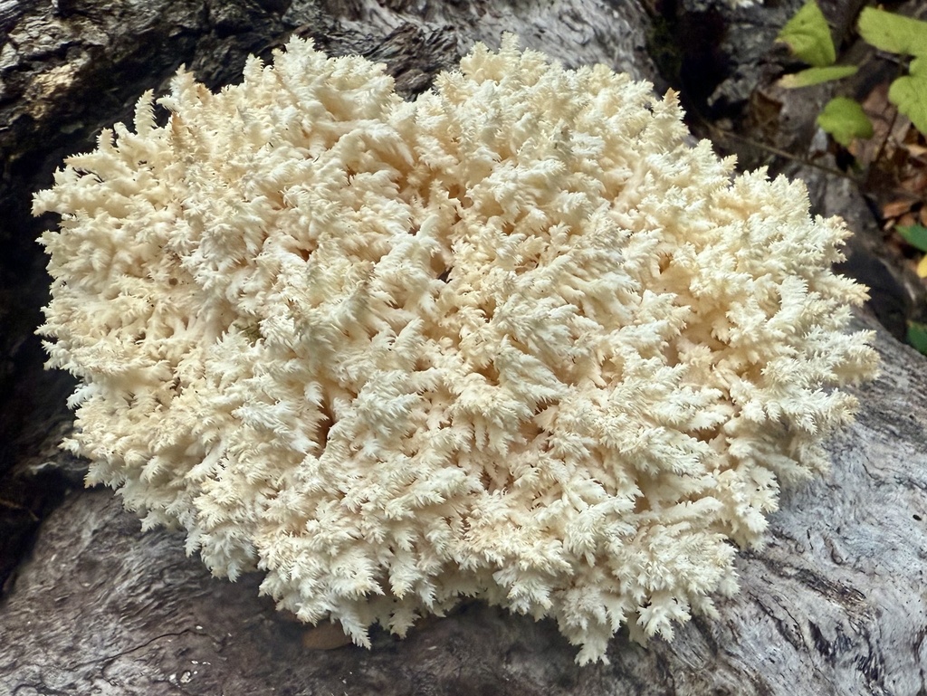 Hericium coralloides · November 2025 · photo: © hllrnnr (iNaturalist, cc0)