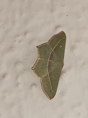 Traminda mundissima