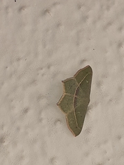 Traminda mundissima