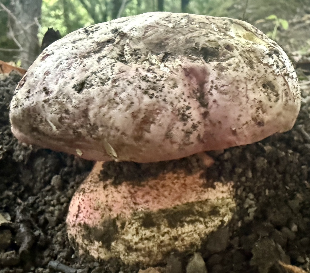 Rubroboletus eastwoodiae · November 2025 · photo: © hllrnnr (iNaturalist, cc0)