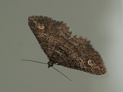 Eucymatoge scotodes