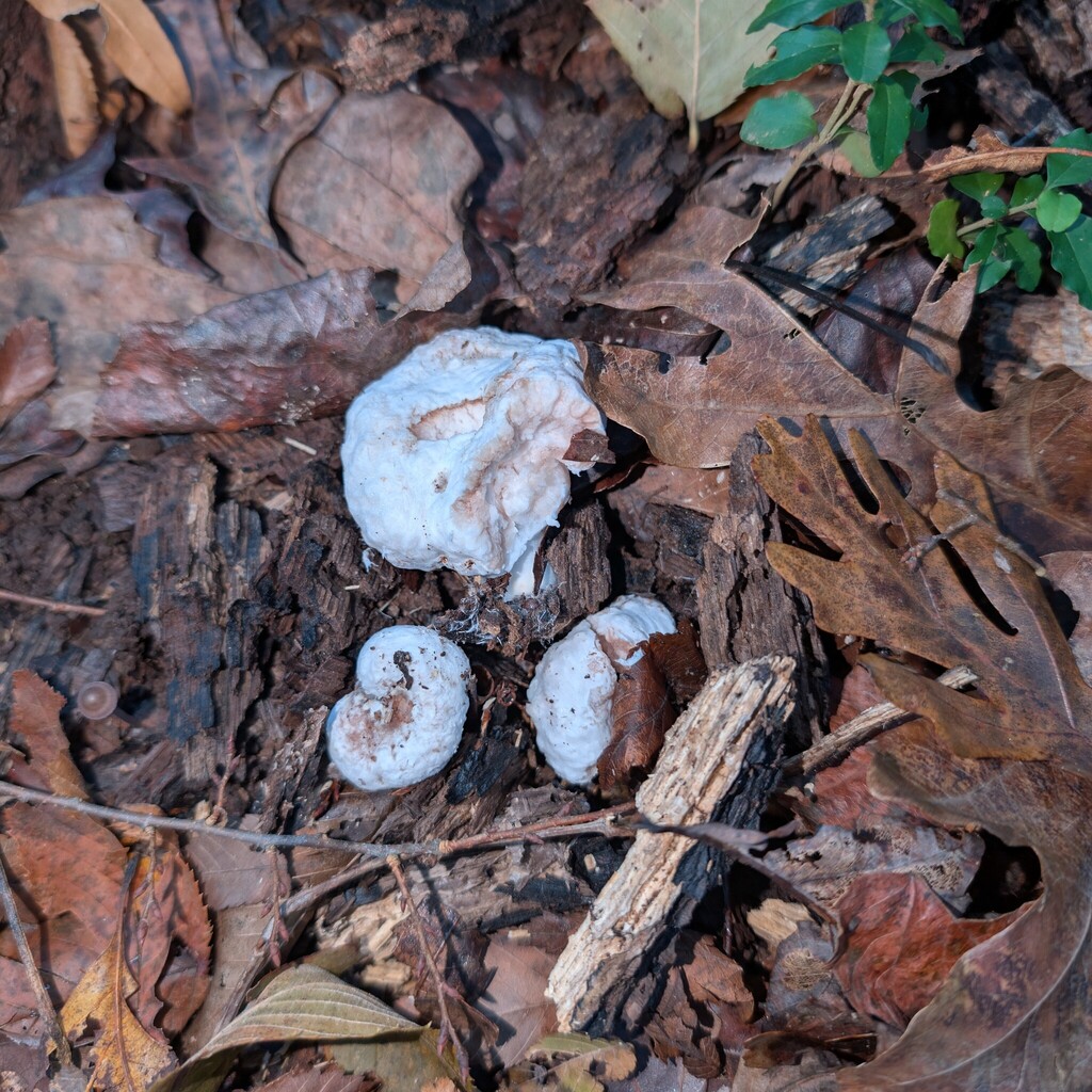 Entoloma abortivum · November 2025 · photo: © supertiger (iNaturalist, cc-by)