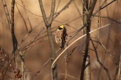 Emberiza elegans