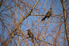 Hypsipetes amaurotis