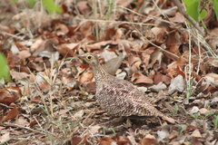 Pterocles bicinctus multicolor
