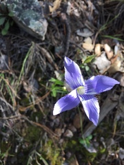Gentianopsis detonsa