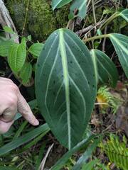(c) Kevin Faccenda, some rights reserved (CC BY) Peperomia pseudovariegata, photograph (c) Kevin Faccenda, some rights reserved (CC BY)