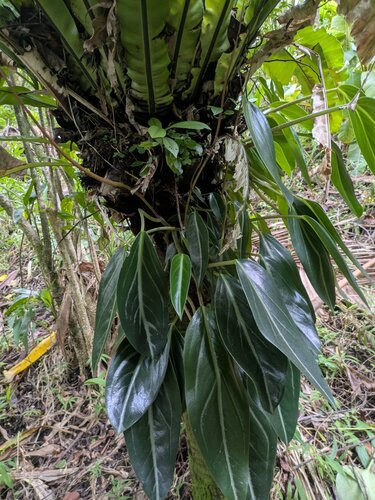 Peperomia pseudovariegata