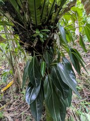 (c) Kevin Faccenda, some rights reserved (CC BY) Peperomia pseudovariegata, photograph (c) Kevin Faccenda, some rights reserved (CC BY)