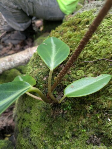 Peperomia pseudovariegata, photograph 4