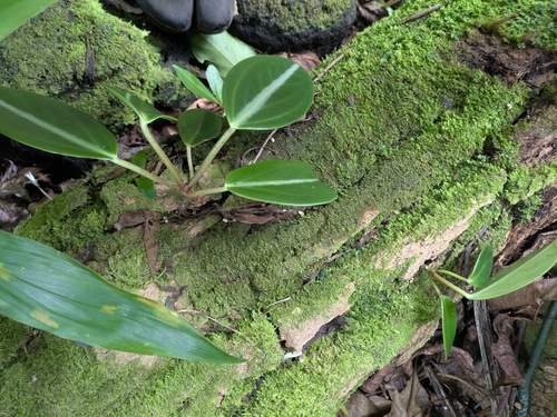 Peperomia pseudovariegata, photograph 6