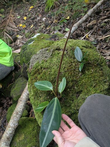 Peperomia pseudovariegata, photograph 5