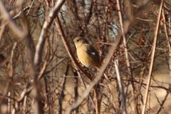 Phoenicurus auroreus