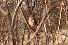 Phoenicurus auroreus